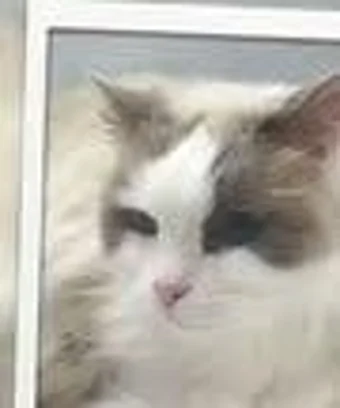 Freshly groomed fluffy cat
