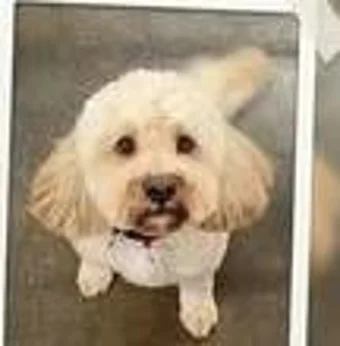 Freshly groomed cream cavoodle