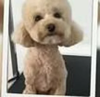 Freshly groomed cream cockapoo