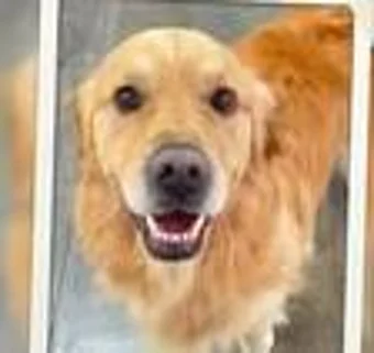 Freshly groomed golden retriever