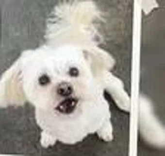 Freshly groomed white Maltese