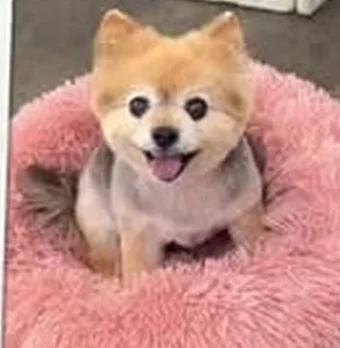 Freshly groomed cream Pomeranian in a pink bed