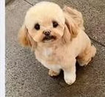 Freshly groomed apricot toy poodle