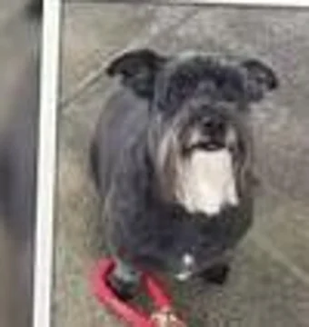 Freshly groomed black schnauzer